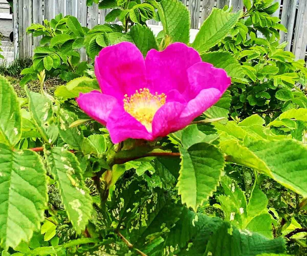 picture of a wild pink rose on a green bush with a wooden fence in the background