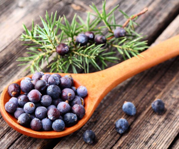 Juniper berries in a wooden spoon on a wooden background.