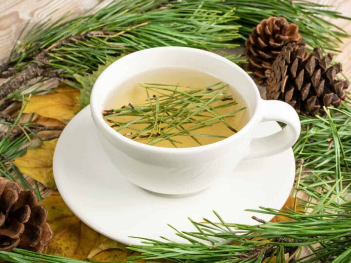 A white teacup on a saucer containing pine needle tea surrounded by pine needles and pine cones on a wooden table.