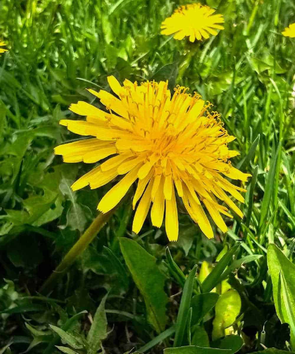 A dandelion flower growing in a garden