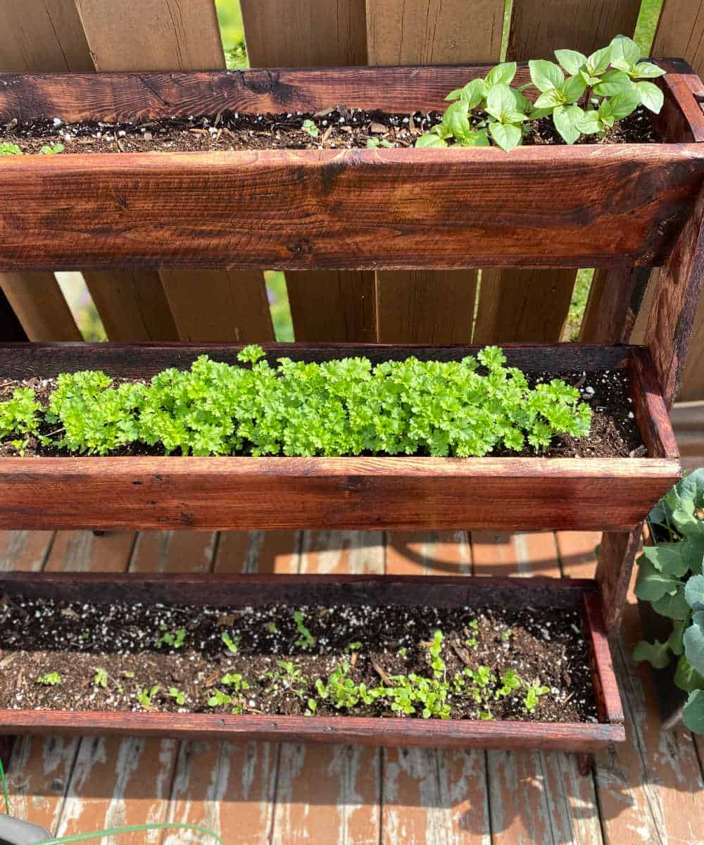 Oregano, parsley, and rosemary growing in a wooden planter on a deck