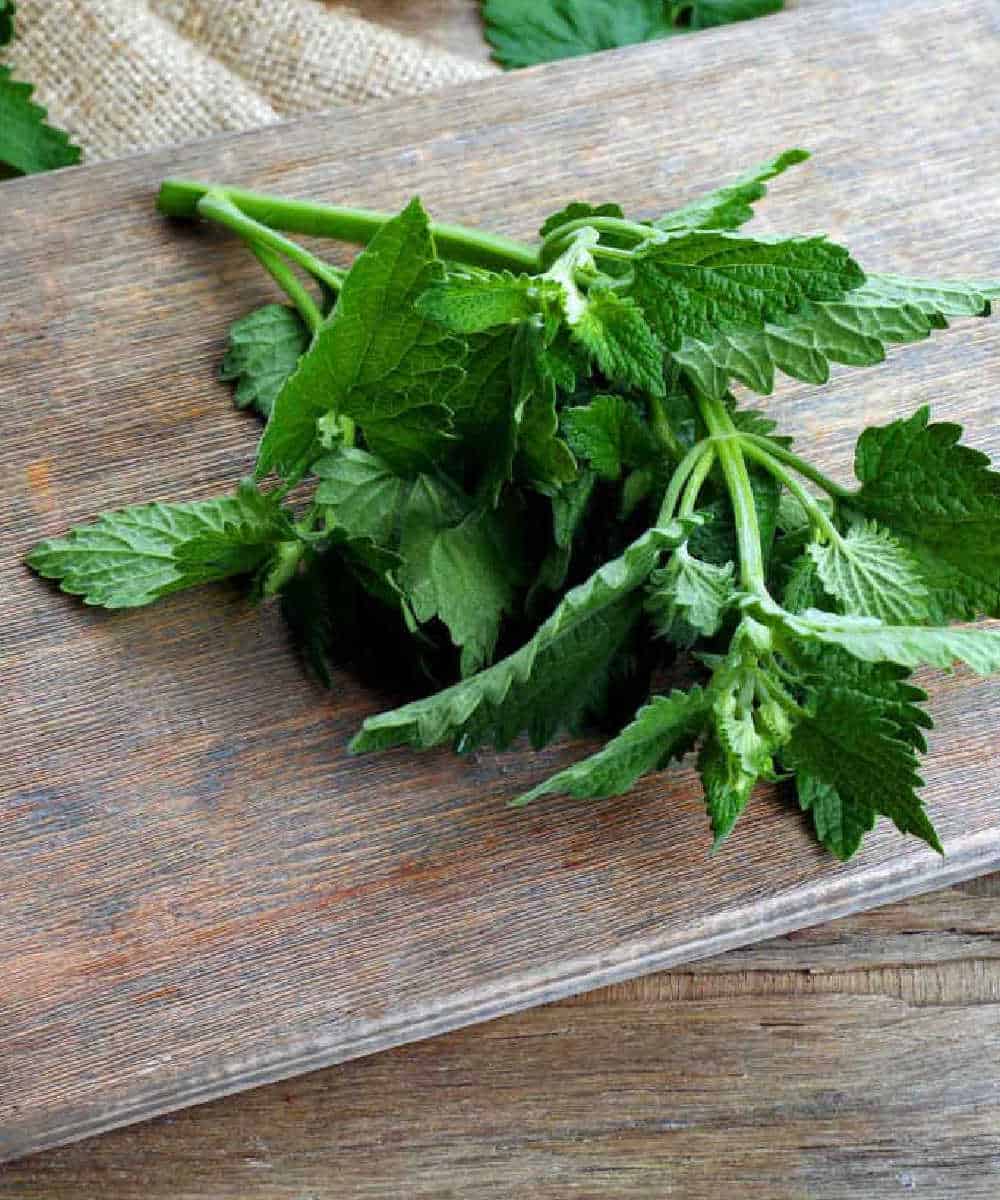 Leaves of lemon balm on wooden table, closeup