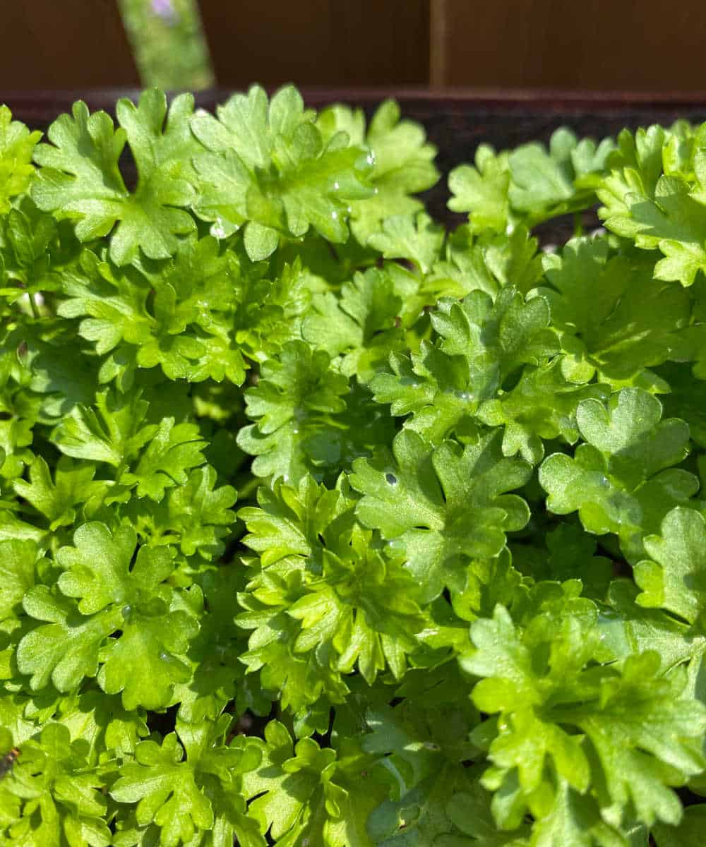 Fresh parsley