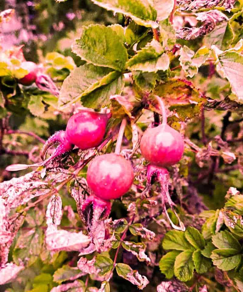 Rose hips on a rose bush.