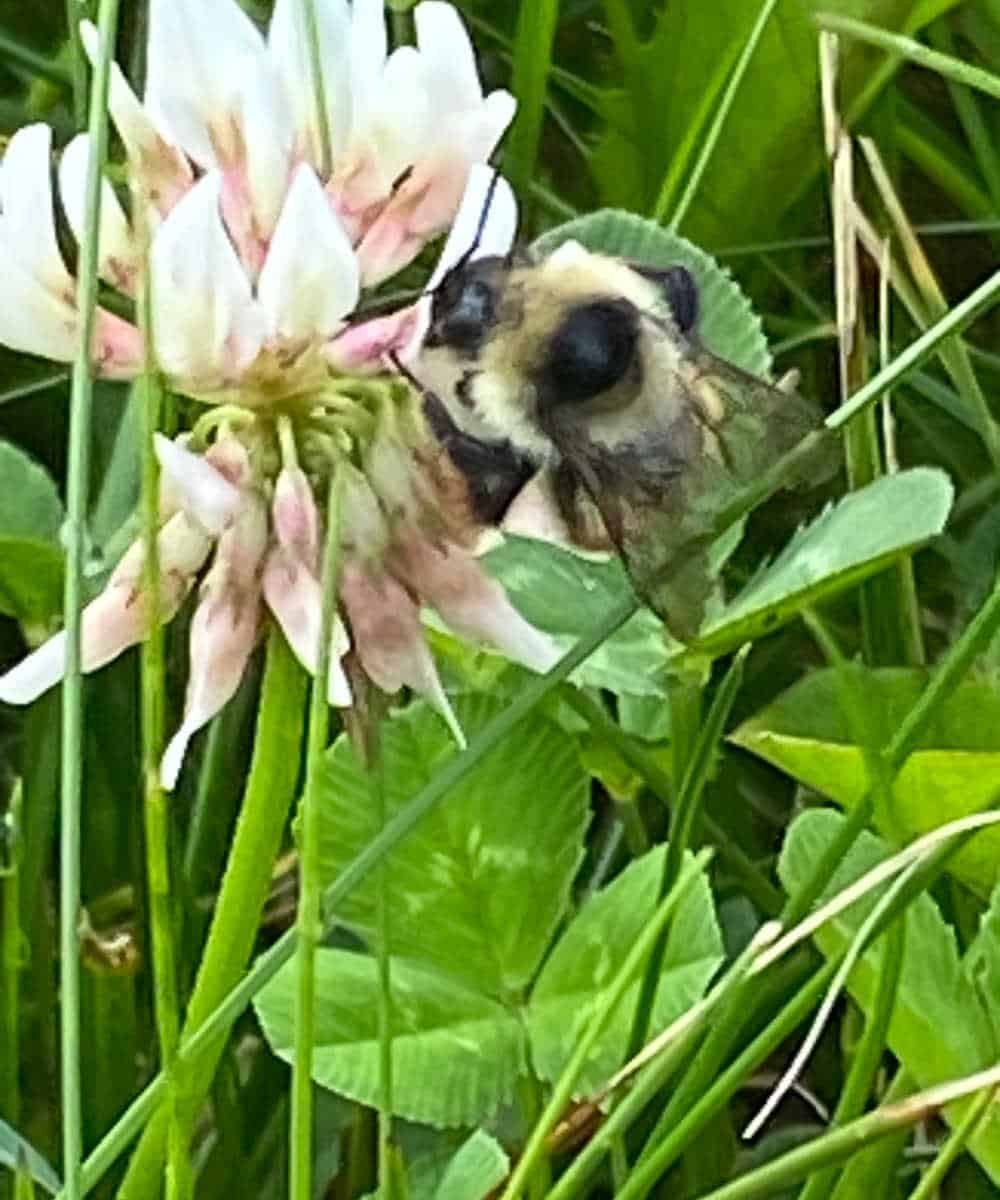 Honey bee on white clover in a field.