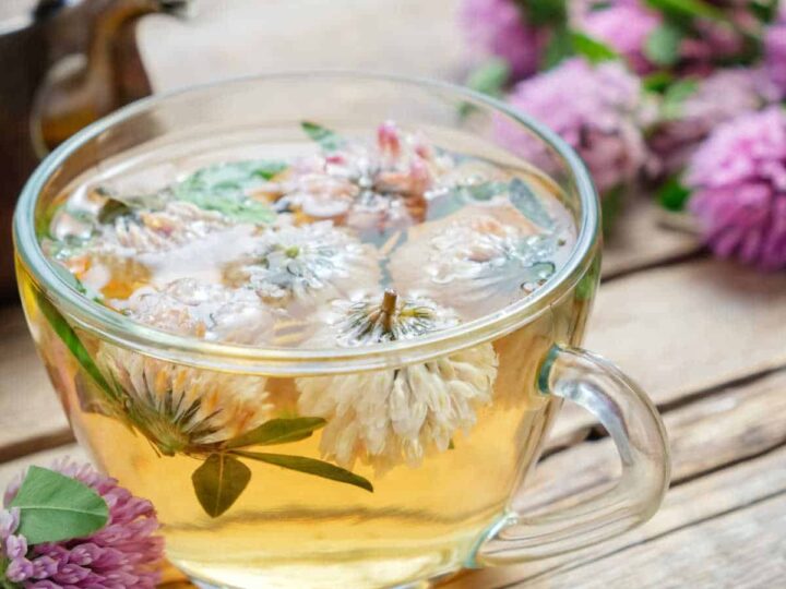 White clover tea and flowers in a glass tea cup surrounded by clover flowers.