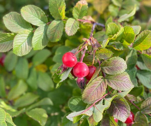 Red rose hips on a wild rose bush