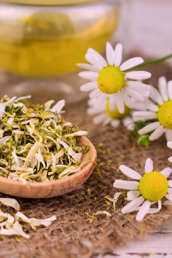 Dried and fresh chamomile flowers on a burlap background.