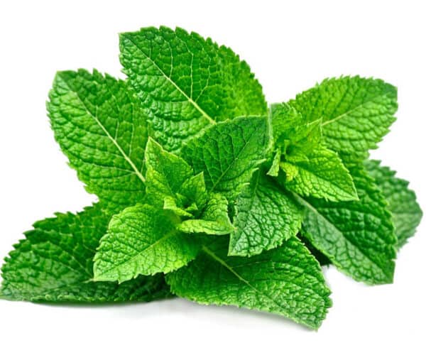 Mint leaf close up on a white background