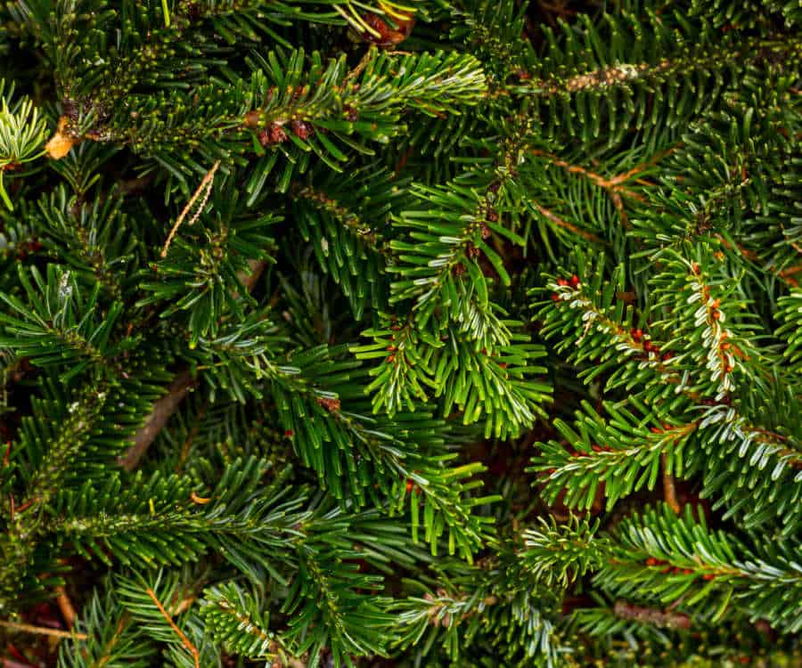 Covering of green pine branches in the forest.