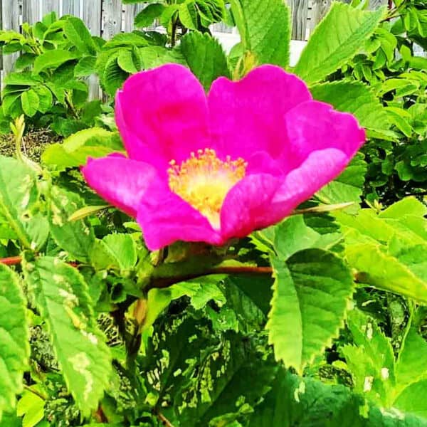 A pink wild rose on a rose bush surrounded by green leaves.