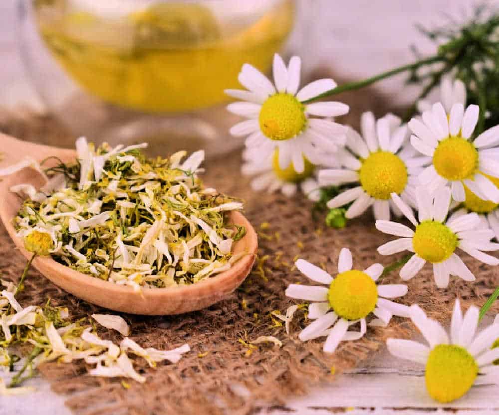 Dried chamomile flowers in a wooden spoon with fresh chamomile flowers near by.