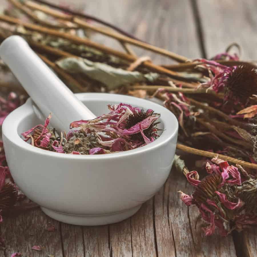 Dried echinacea in a white mortar and pestle with dried echinacea flowers on a wooden table.
