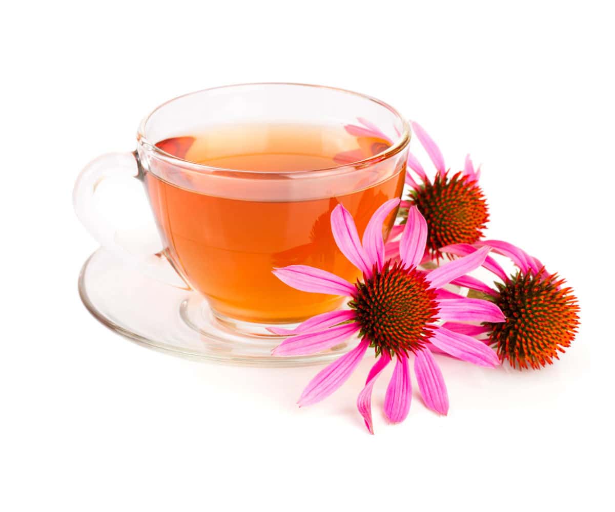 Echinacea tea in a glass tea cup and saucer with echinacea flowers.
