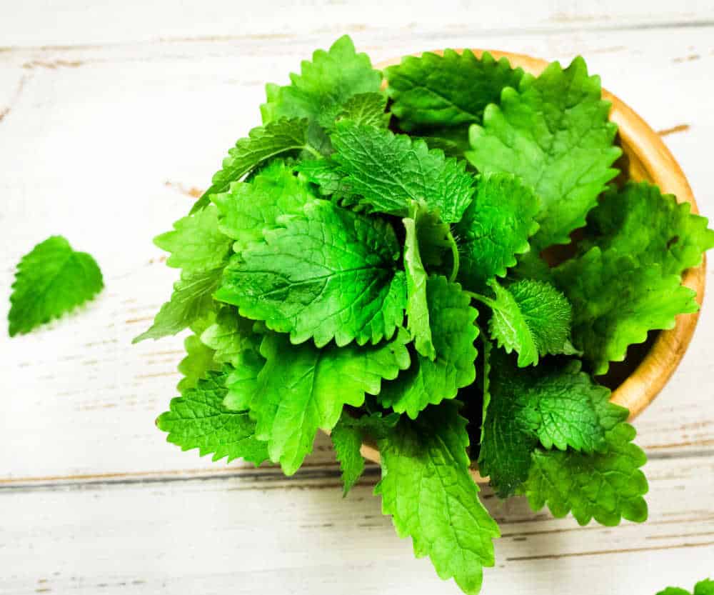 Lemon balm in a wooden bowl.