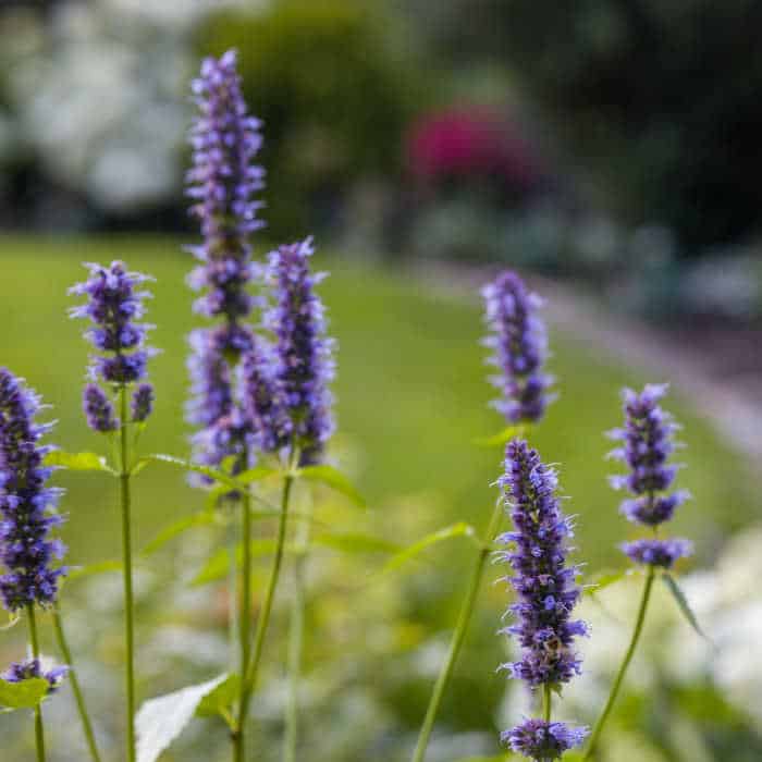Close-up of vibrant purple Agastache Hyssop flowers. Detailed view of their unique flower spikes. Blurred green garden background.