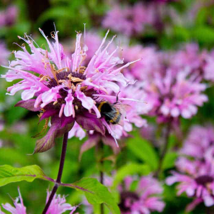 Close up of bee balm with a bee.