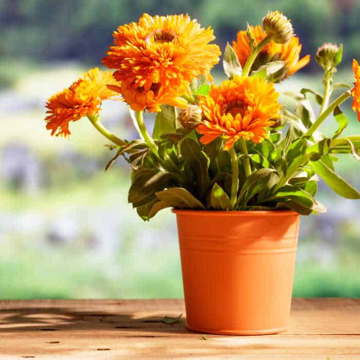 Calendula flowers in an orange pot on a wooden table.