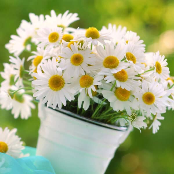 Chamomile flowers in a white bucket.