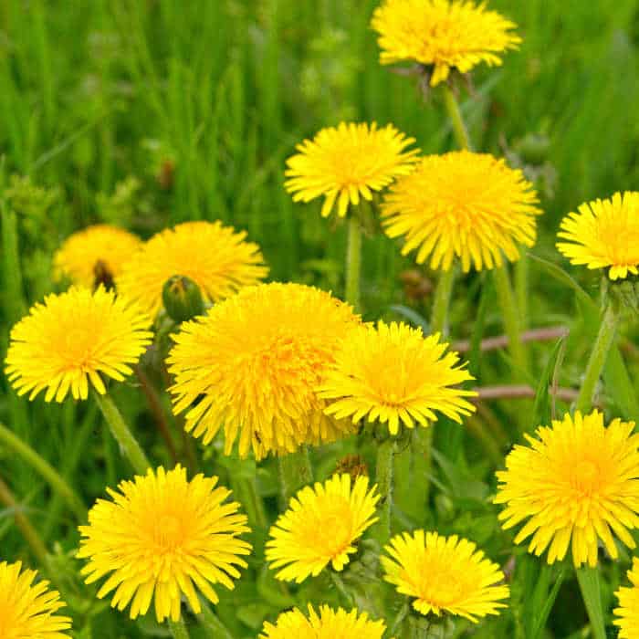 Dandelion flowers in a field.