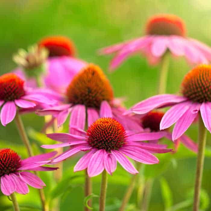 Echinacea flowers close up.