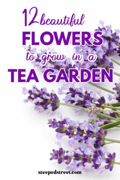 Lavender flowers on a white background. The text reads 12 beautiful flowers to grow in a tea garden.