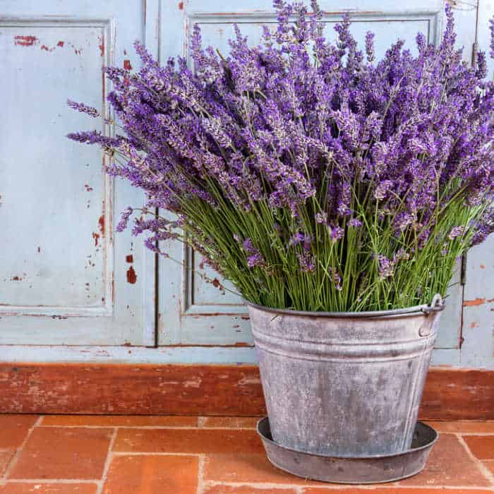 Lavender in a galvanized bucket in front of an old door.
