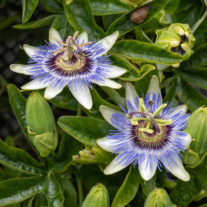 Two passionflowers and leaves on a trellis.