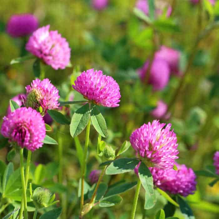 Close up of red clover in a field.