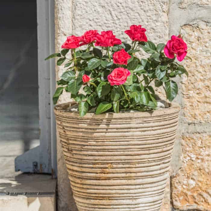 Red roses in a stone pot in front of a stone wall.