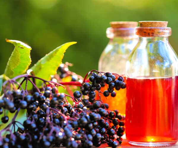 Elderberry syrup in a glass jars surrounded by elderberries.