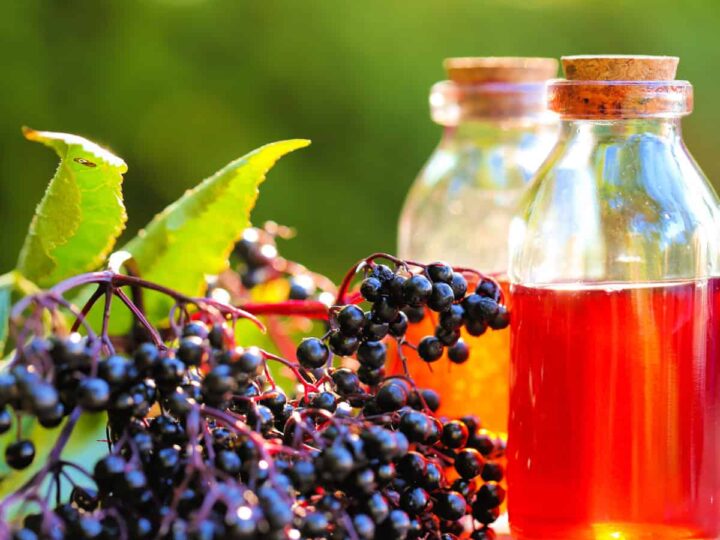 Elderberry syrup in a glass jars surrounded by elderberries.