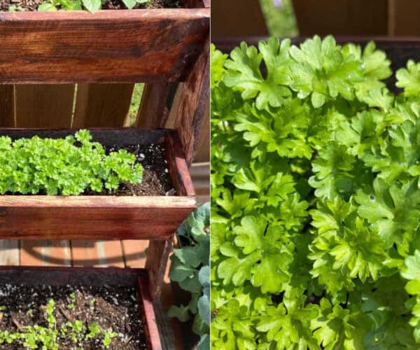 On the left a wooden planter with herbs growing. On the right a close up of a parsley plant.