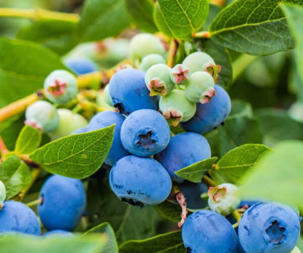 Blueberries in various stages of ripeness on a bush.
