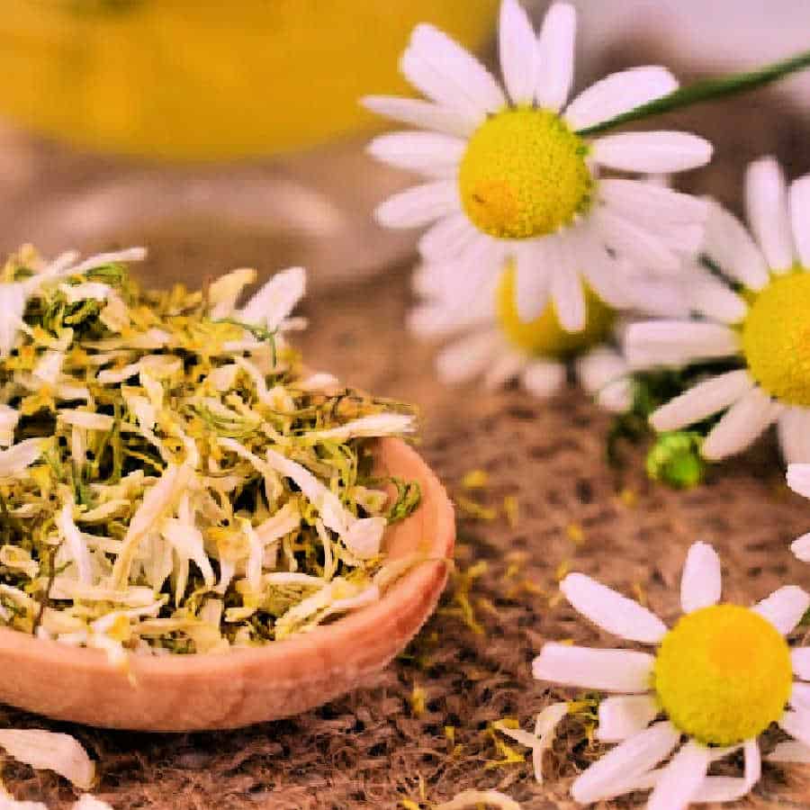 Dried chamomile and chamomile flowers on a burlap placemat.