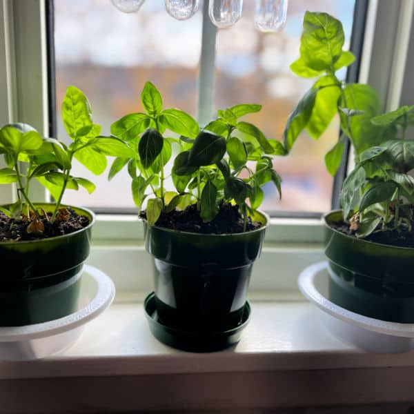 Basil plants growing in pots on a windowsill.