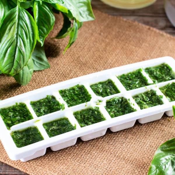 Chopped herbs in an ice cube tray.