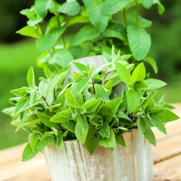 Herbs in a pot on a wooden deck.